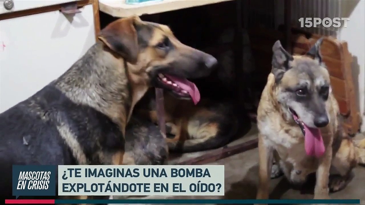 ¿Qué siente una mascota a la explosion de fuegos artificiales? - 15post