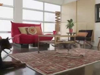 Hayvanlara Yapılan Sıra Dışı Şaka