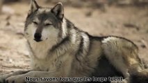 Comment la réintroduction des loups à Yellostone changent les rivières