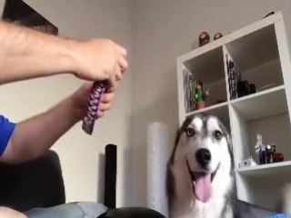 Husky dog is conflicted about walk