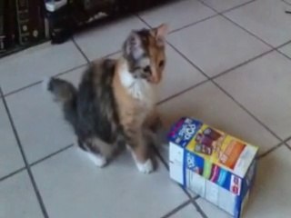 Kitten loves sliding into empty box