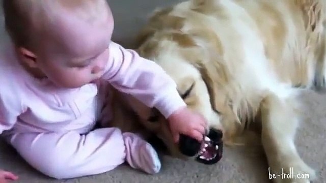 Un bébé qui essaye de voler l'os d'un golden retriever