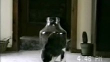 Quand_un_chat_est_motive