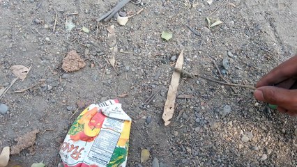 Strange insect bit me while filming the Jewish cemetery 29-Dec-2014