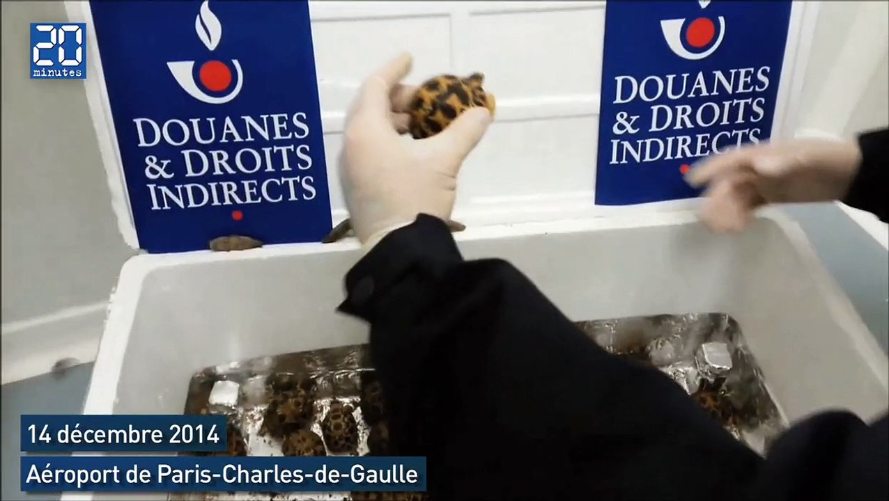 Saisie de 170 tortues «étoilées» de Madagascar à Roissy