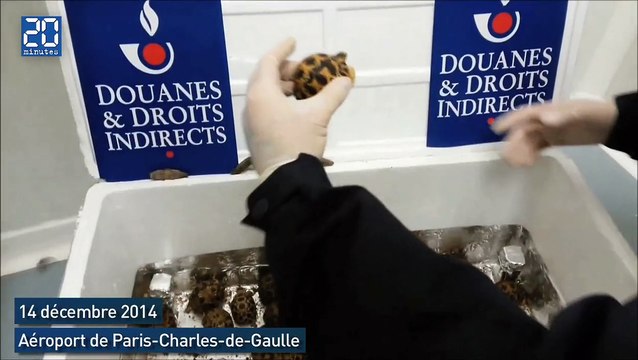 Saisie de 170 tortues «étoilées» de Madagascar à Roissy