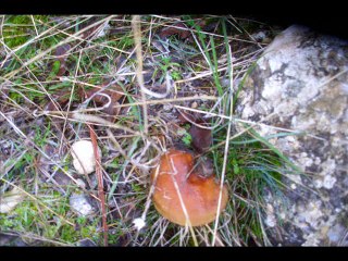 spil beşpınar 2014