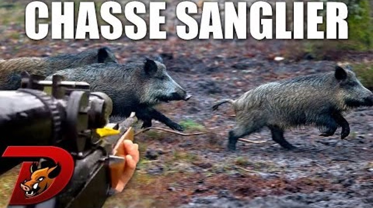 Chasse au sanglier : cache cache avec trois petits sangliers