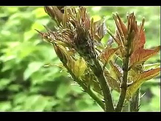 DIY 朝鲜风味小菜 (5) 拌刺嫩芽