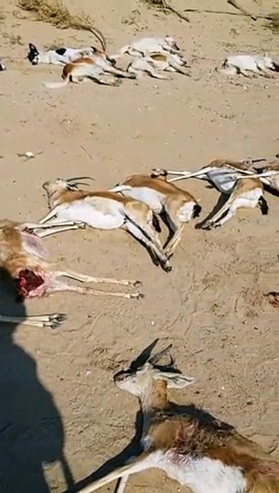 كلاب ضالة تقوم بمجزرة وتنهش لحم 16 غزال
