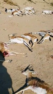 كلاب ضالة تقوم بمجزرة وتنهش لحم 16 غزال