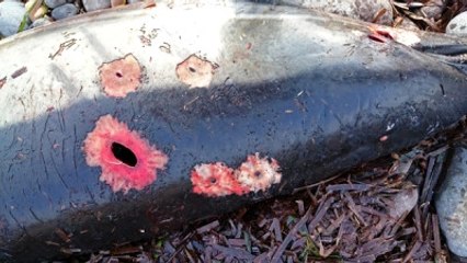 Karaya Vuran Yunus Hedef Tahtası Oldu