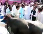 وزیر اعلی سندھ قائم علی شاہ پر گائے کا حملہ