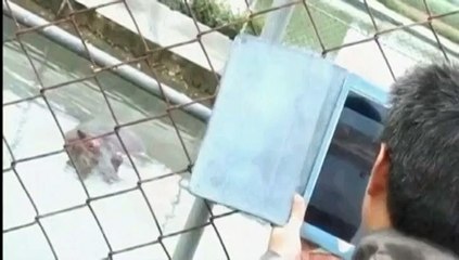 Taïwan : l'hippopotame qui pleurait est mort