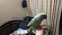 Hand Tame Talkative Green Indian Ring Necked Parakeets of Syed Ovais Bilgrami