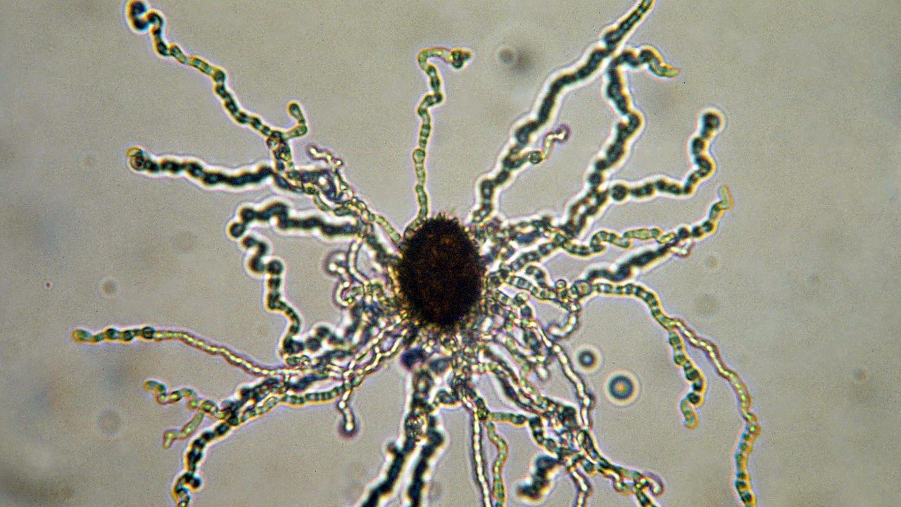 Provence de la Truffe - Biologie de la truffe