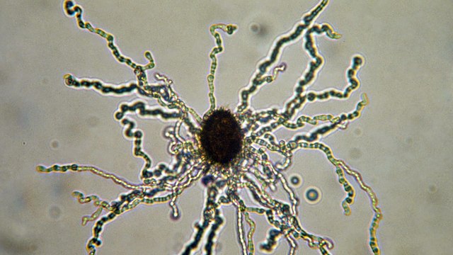 Provence de la Truffe - Biologie de la truffe