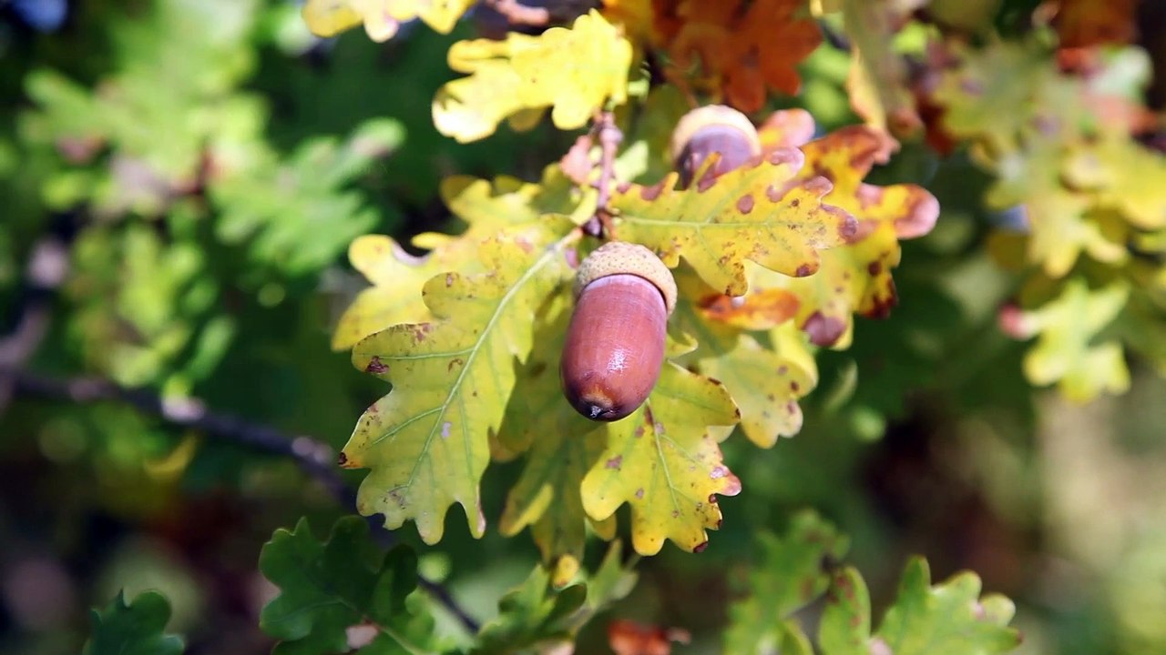 Provence de la Truffe : Tricastin, Pays de Grignan, Enclave des Papes
