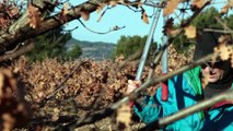 Provence de la Truffe : un trufficulteur éclairé à Vaison la Romaine : Jean Marie Chellan