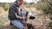 Provence de la Truffe : le trufficulteur expérimentateur Joel Gravier