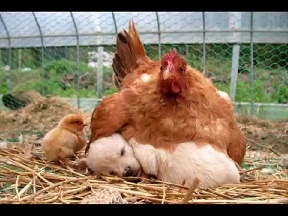 Chicken Chocking