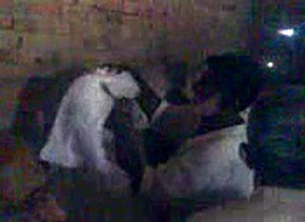 Murtaza 3