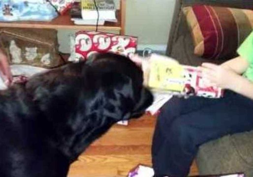 Benny the Black Labrador Loves to Help Unwrap Gifts