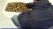 170 bébés tortues étoilées cachées sous des concombres de mer à Roissy