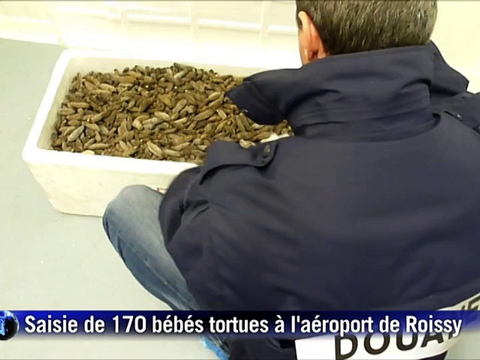 170 bébés tortues étoilées cachées sous des concombres de mer à Roissy