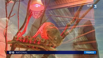 Comment les zoos protègent-ils les espèces les plus sensibles au froid ?