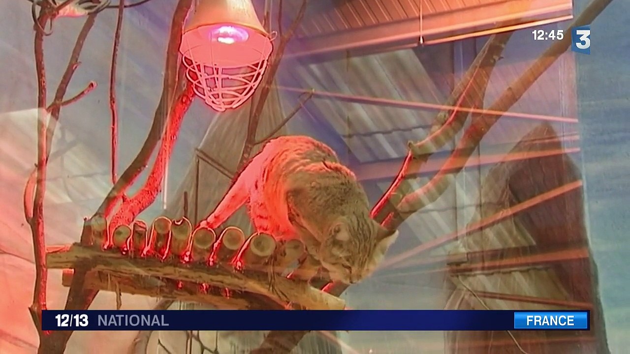 Comment les zoos protègent-ils les espèces les plus sensibles au froid ?