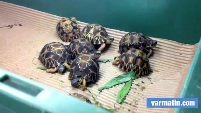 170 bébés tortues saisis à Roissy accueillis dans le Var