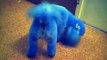 Blue Bichon Frise Dog Hartlepool