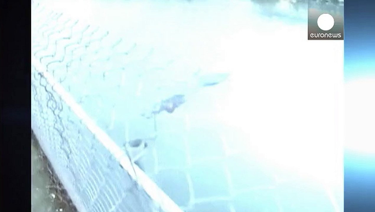 Taiwan, morto l'ippopotamo scappato dal camion per attacco di panico