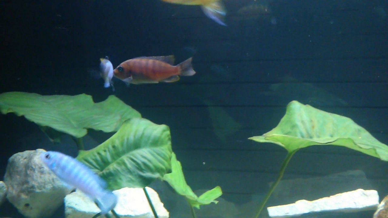 maylandia zebra Luwino reef