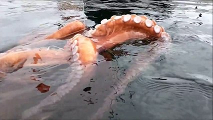 Octopus Caught While Kayak Fishing