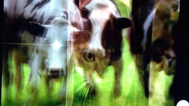 opening to baby einstein animals around me discovery kit 2010-12 DVD spanish version