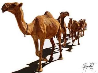 Saraiki Folk.. Sohny Rang Di Daachi.. AllahDita Loony Wala