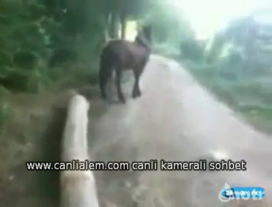 Atın İntikamı :D :D :D