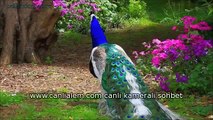 Yaratılış Mucizesi: Peacock