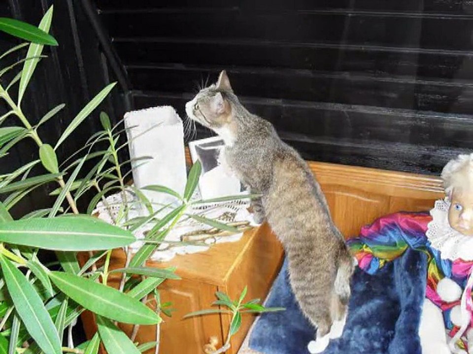 * Nuschka - Zuhause *