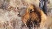 Animal attack lions Two new cubs, pregnant liones wild NEW@croos