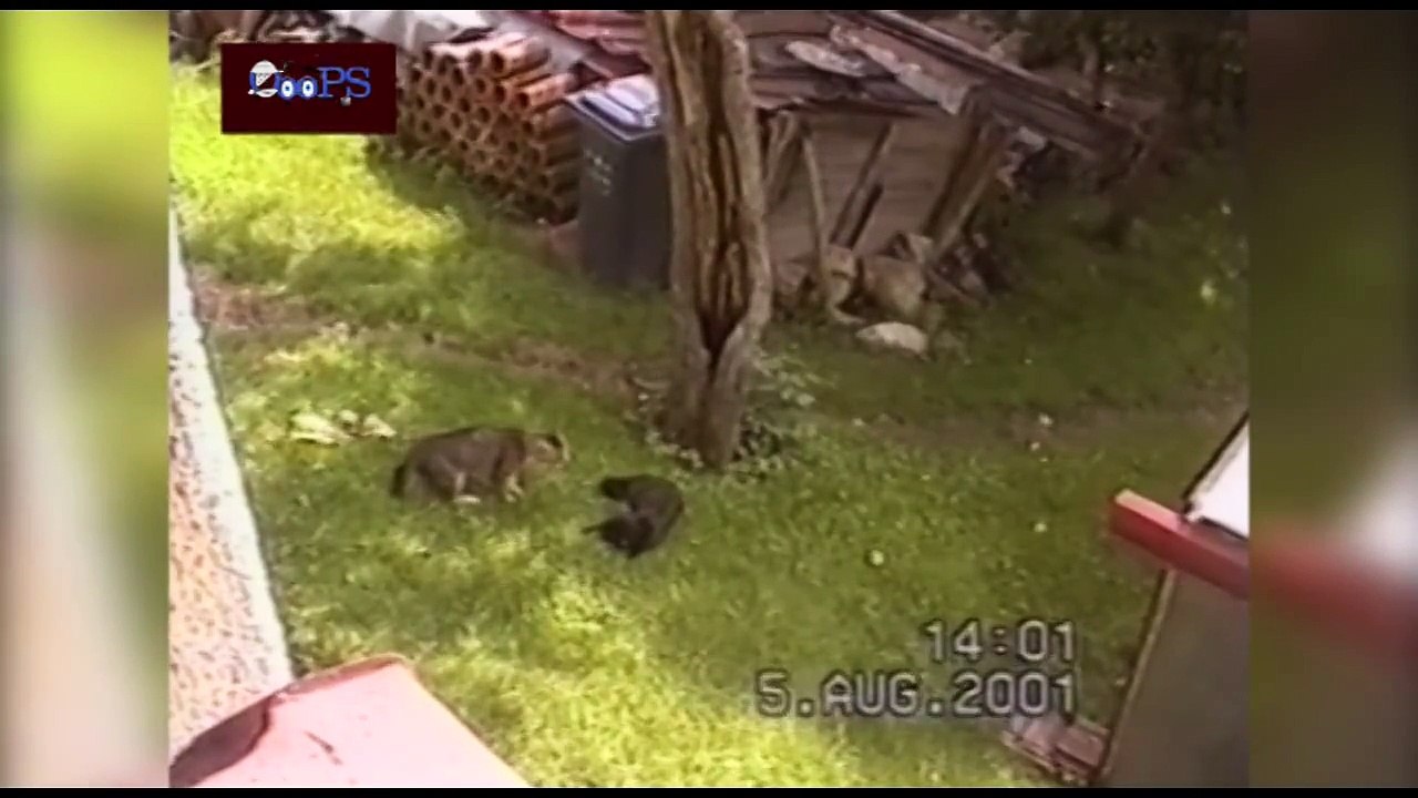 FUNNY CAT Video - Funny Home Video Compilation