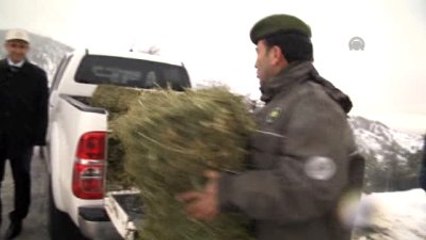 Spil Dağı'ndaki Yaban Hayvanlarına Yem Bırakıldı