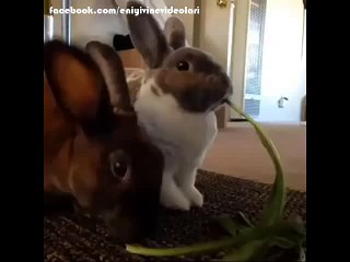 Yemek Yiyen Sevimli Canınızı