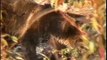 Bella Coola Natural History: Black Bear, Grizzly Bear