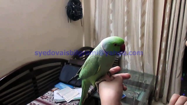 Super So Cool Parrot Speaking Urdu Language