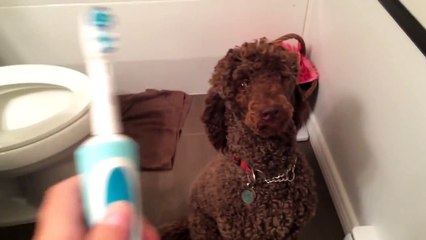 It s Funny   Poodle Vs Toothbrush