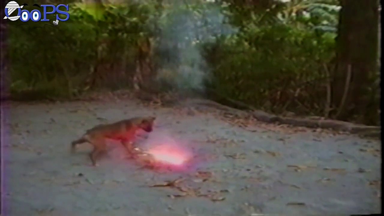 FUNNY Animal FAIL Compilation