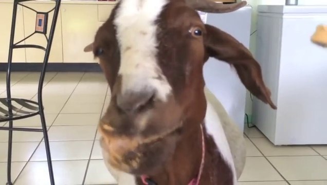 Goat Loves Eating Peanut Butter, We Love Goat